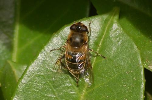 Réf. 192 211 : Eristalis tenax